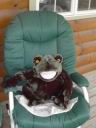 froggie3.jpg