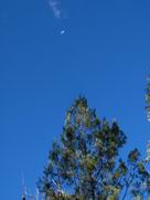 Tree and Moon at Sawn Rocks