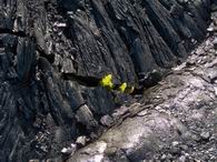 fern growing in a lava crack