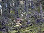the mt baldy deer guard