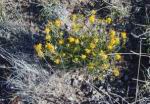 wildflowers