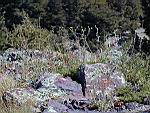 rocks and flowers