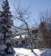 snowbound house