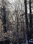 Ice-encased trees